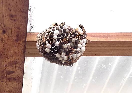 アシナガバチの巣駆除トタン屋根